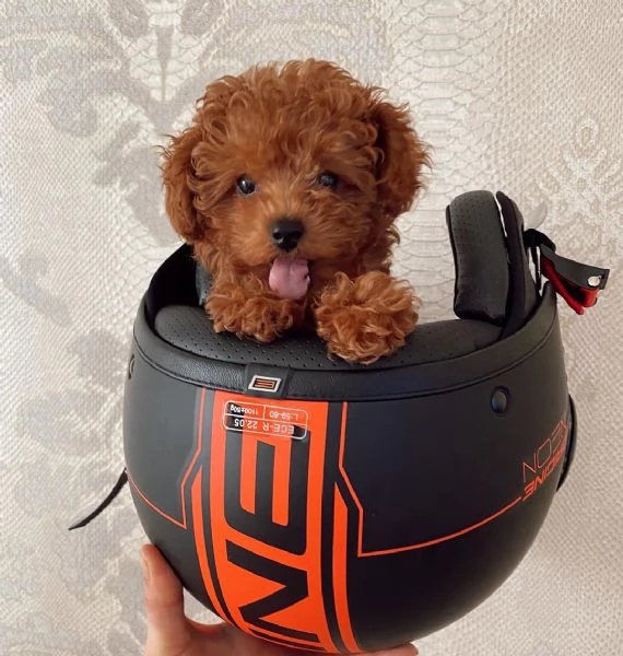 Cuccioli di barboncino toy disponibili per l'adozione (è possibile la consegna a domicilio) | Foto 0