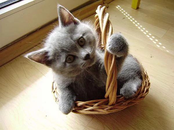 Gattini di British Shorthair  | Foto 0