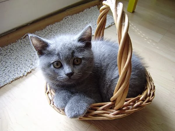 Gattini di British Shorthair 
