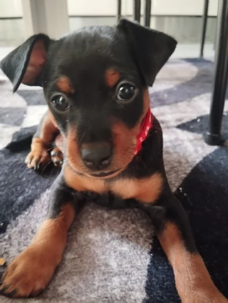 cucciolo di 2 mesi | Foto 1