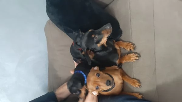 cucciolo di 2 mesi | Foto 0