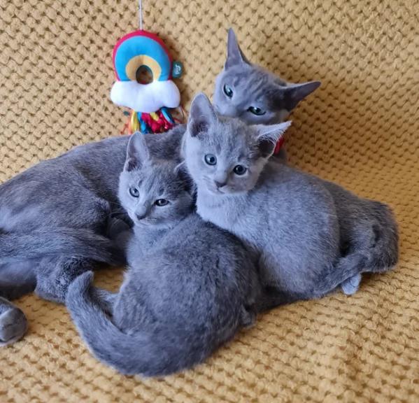 Adozione di blu di russia