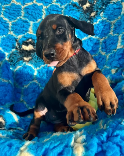 Dobermann cuccioli in Adozione