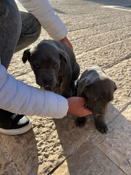 Vendo cuccioli di Corso