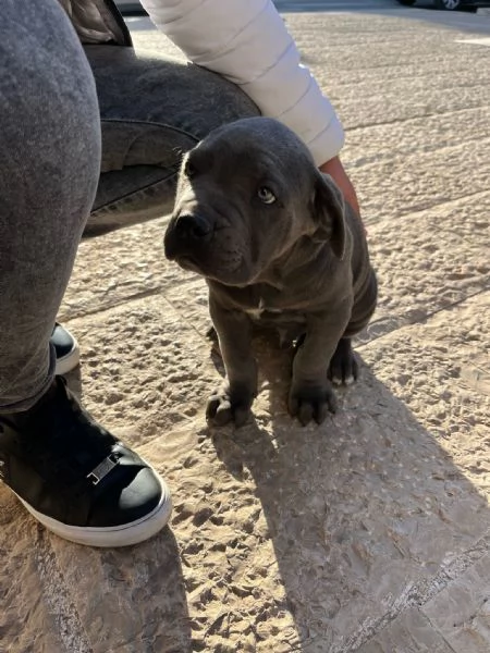 Vendo cuccioli di Corso | Foto 0
