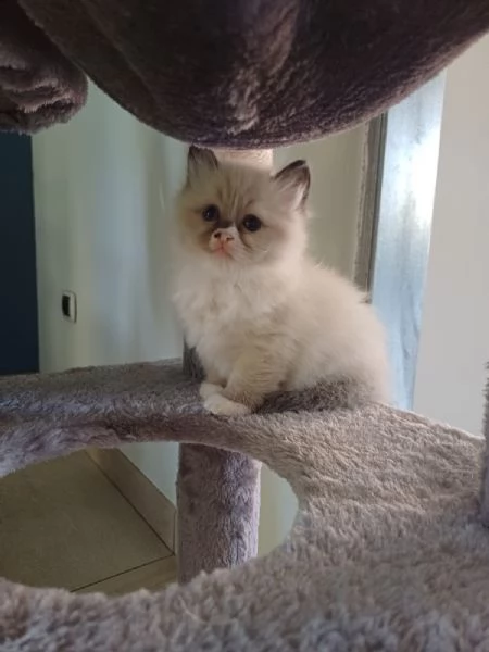 Cuccioli ragdoll | Foto 2