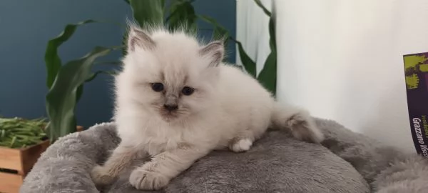 Cuccioli ragdoll | Foto 1