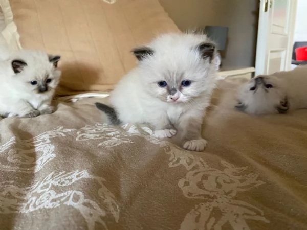 Cuccioli ragdoll | Foto 0