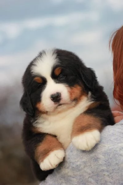 Simpatici cuccioli di montagna bernese 