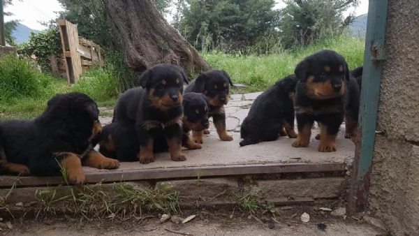 pura razza cuccioli di rottweiler per adozione