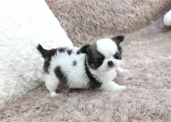 regalo Chichuahua Cuccioli maschi e femmine 