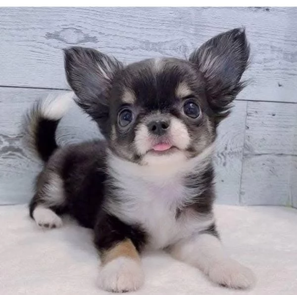 Regalo chihuahua taglia molto piccola