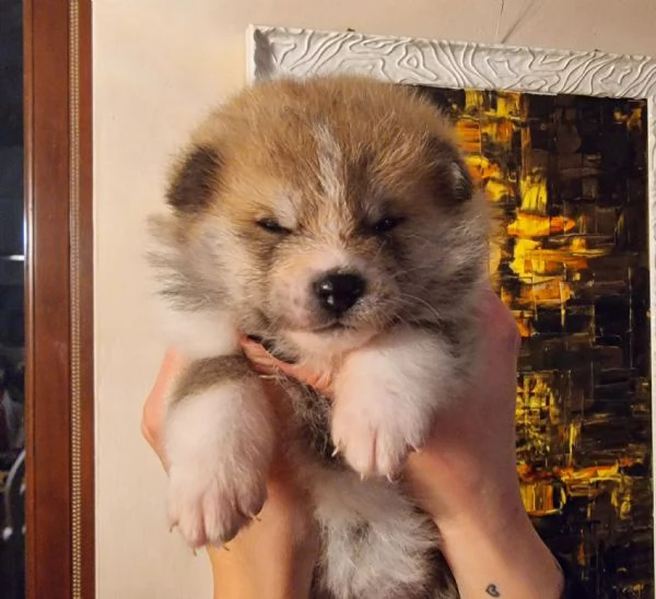 cuccioli di akita inu regalo