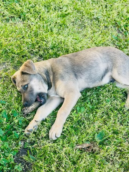 Maremmano incrocio Amstaff 