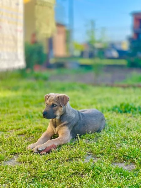 Maremmano incrocio Amstaff  | Foto 2