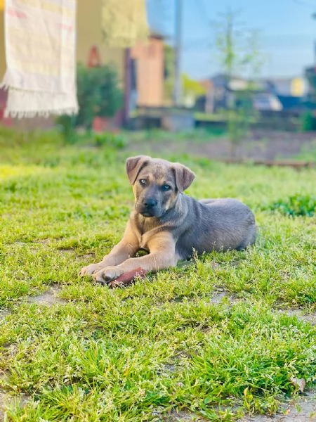 Maremmano incrocio Amstaff  | Foto 1
