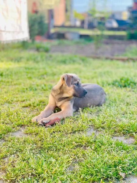 Maremmano incrocio Amstaff  | Foto 0