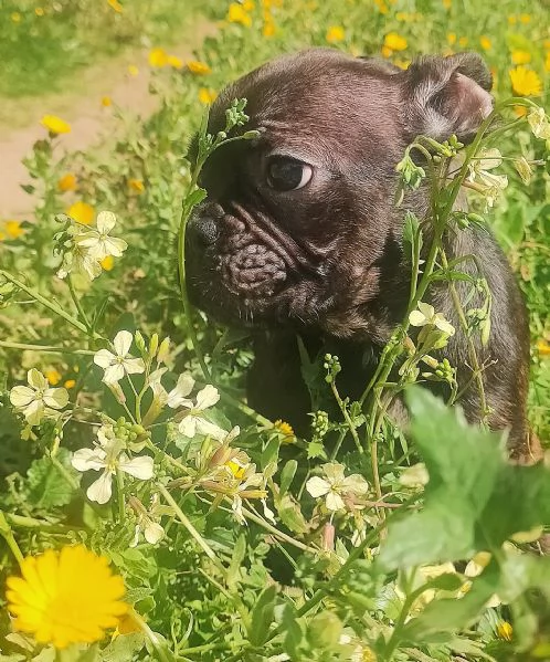 Bulldog Francese 