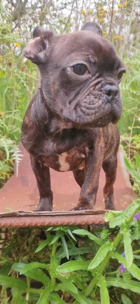 Bulldog Francese  | Foto 6