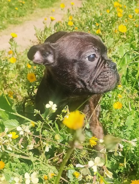 Bulldog Francese  | Foto 5
