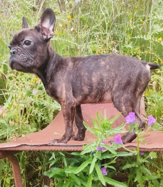 Bulldog Francese  | Foto 4