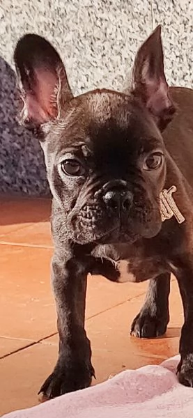Bulldog Francese  | Foto 3