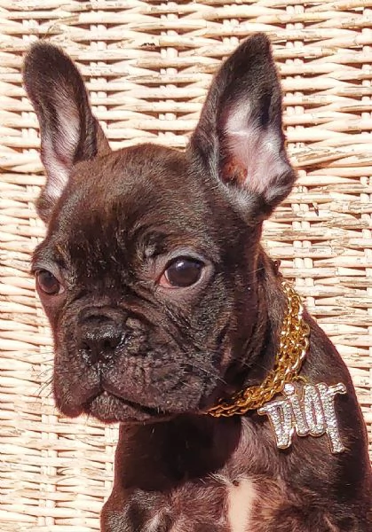 Bulldog Francese  | Foto 2