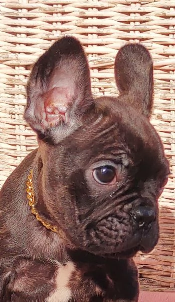 Bulldog Francese  | Foto 1