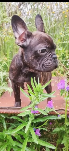 Bulldog Francese  | Foto 0