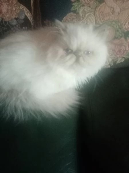 Cuccioloni gatto Persiano 