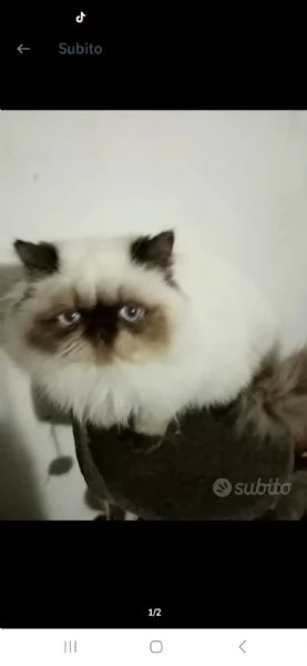 Cuccioloni gatto Persiano  | Foto 0