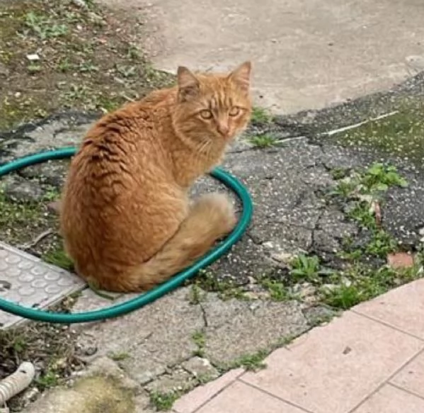 Regalo gatto rosso che cerca casa 