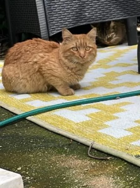 Regalo gatto rosso che cerca casa  | Foto 1