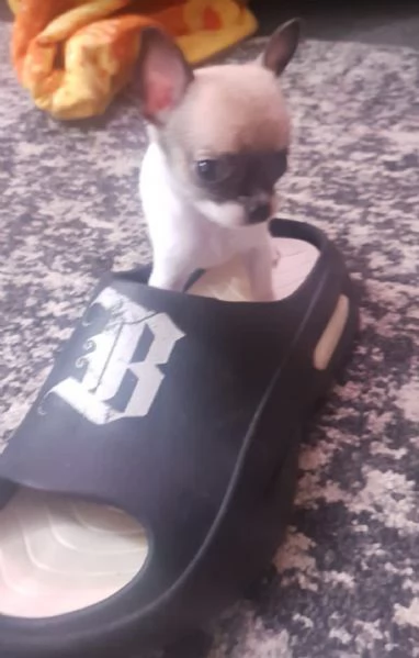 Chihuahua mini Toy pelo corto | Foto 4