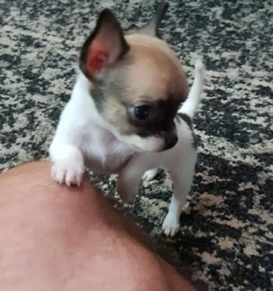 Chihuahua mini Toy pelo corto | Foto 3