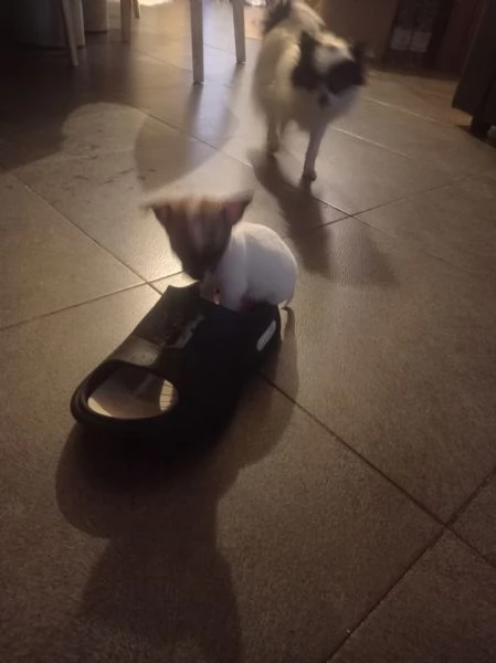 Chihuahua mini Toy pelo corto | Foto 2