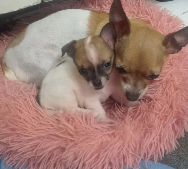 Chihuahua mini Toy pelo corto | Foto 1