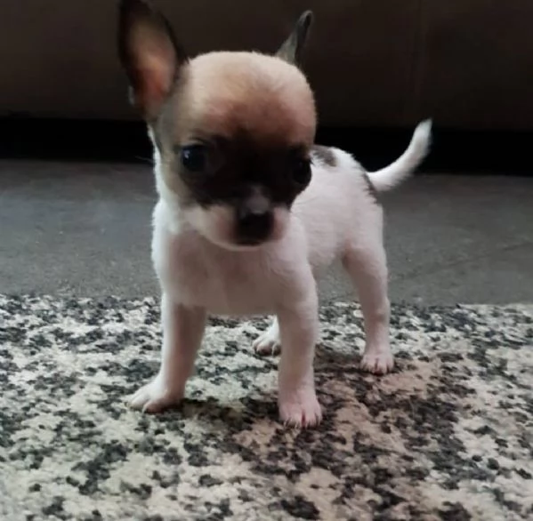 Chihuahua mini Toy pelo corto | Foto 0