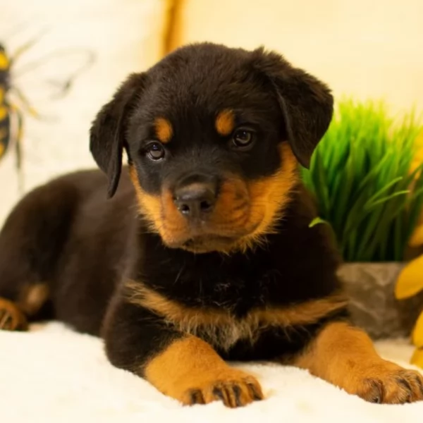 cuccioli di Rottweiler maschi e femmine per adozione