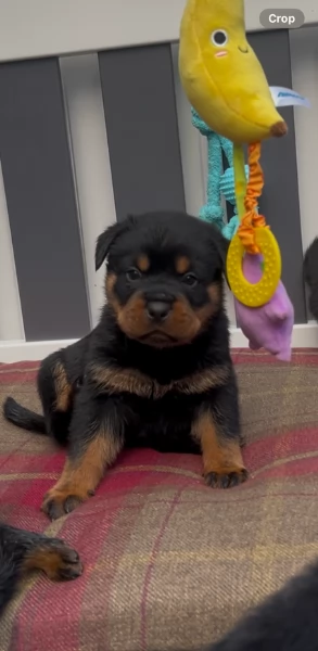 cuccioli di Rottweiler maschi e femmine per adozione
