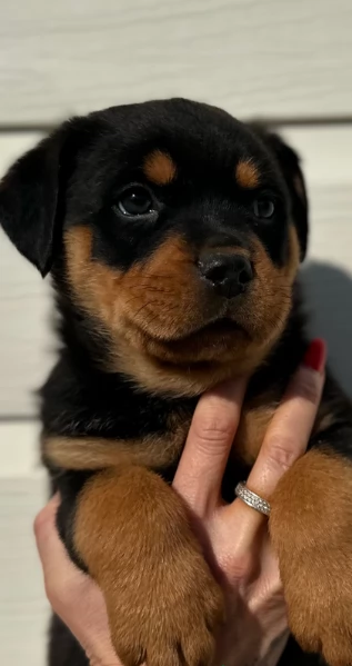 cuccioli di Rottweiler maschi e femmine per adozione | Foto 0