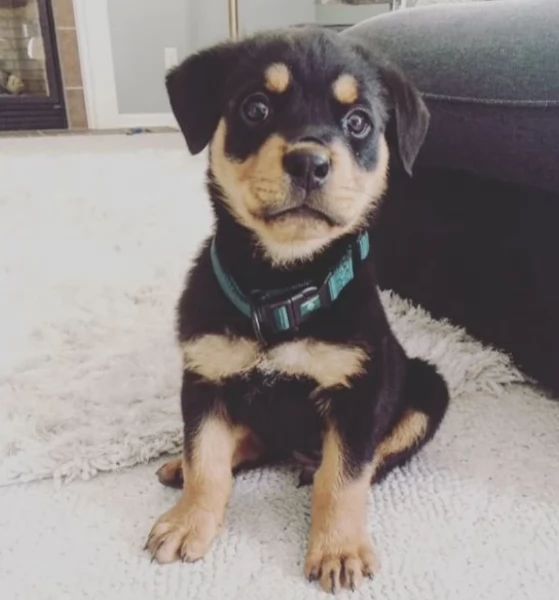 cuccioli di Rottweiler maschi e femmine per adozione | Foto 1