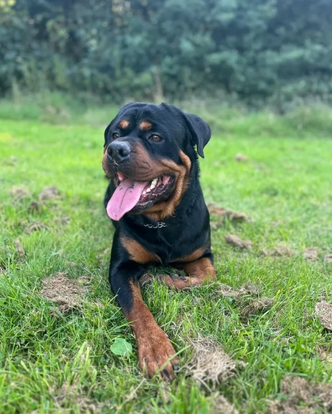 cuccioli di Rottweiler maschi e femmine per adozione | Foto 0