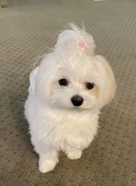 cuccioli di maltese toy