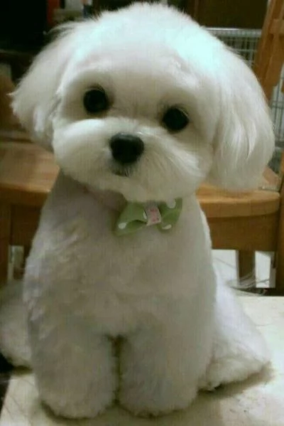 cuccioli di maltese toy | Foto 0