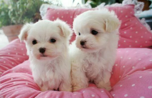 cuccioli di maltese toy  | Foto 0