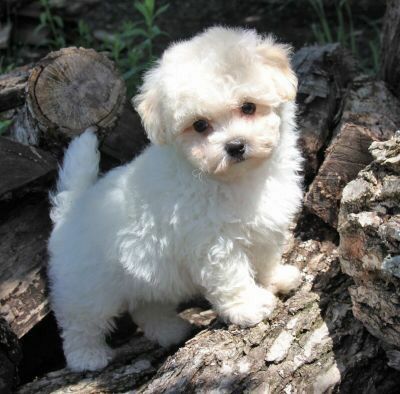 cuccioli di maltese toy | Foto 0