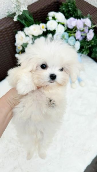 Cucciolo di maltese toy  | Foto 1