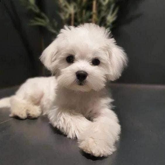Cucciolo di maltese toy  | Foto 0