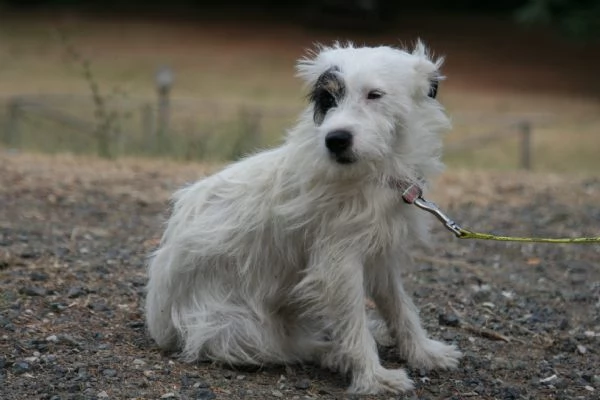 Swirl cerca canina per cucciolata